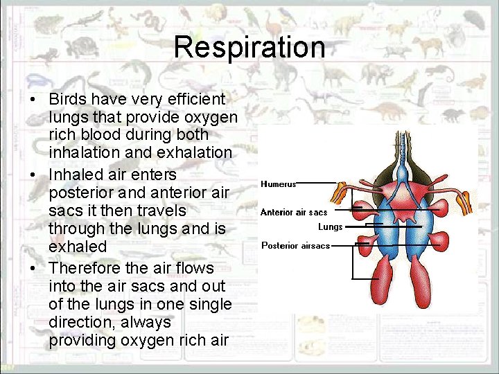 Respiration • Birds have very efficient lungs that provide oxygen rich blood during both