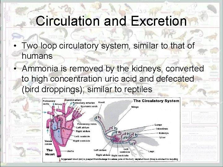 Circulation and Excretion • Two loop circulatory system, similar to that of humans •