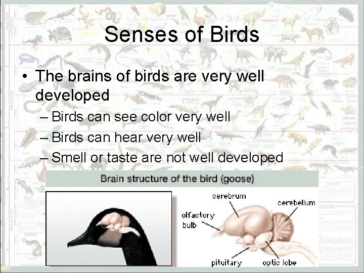 Senses of Birds • The brains of birds are very well developed – Birds