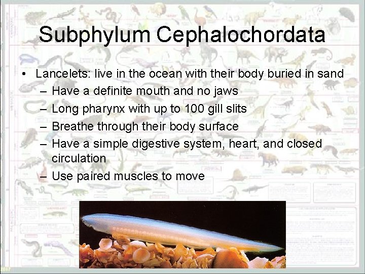 Subphylum Cephalochordata • Lancelets: live in the ocean with their body buried in sand