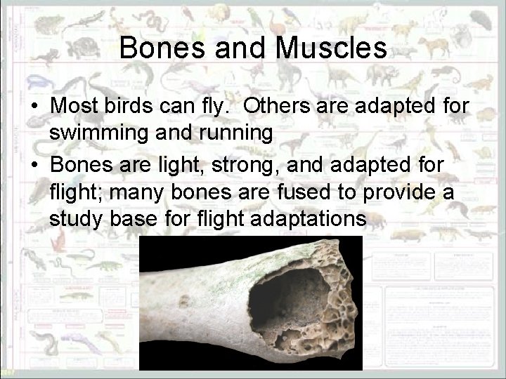 Bones and Muscles • Most birds can fly. Others are adapted for swimming and