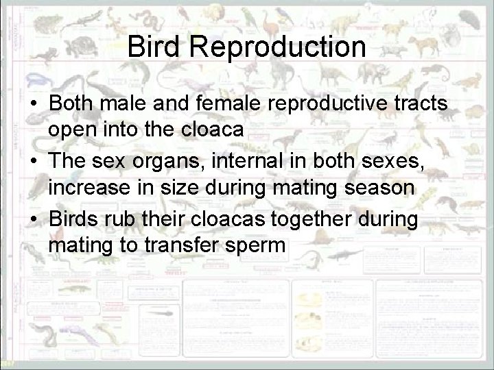 Bird Reproduction • Both male and female reproductive tracts open into the cloaca •