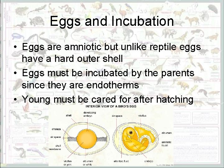 Eggs and Incubation • Eggs are amniotic but unlike reptile eggs have a hard