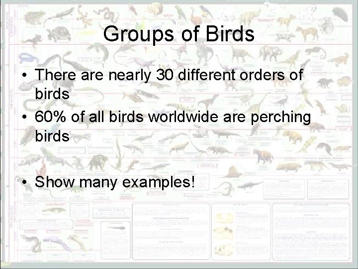Groups of Birds • There are nearly 30 different orders of birds • 60%