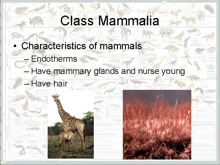 Class Mammalia • Characteristics of mammals – Endotherms – Have mammary glands and nurse