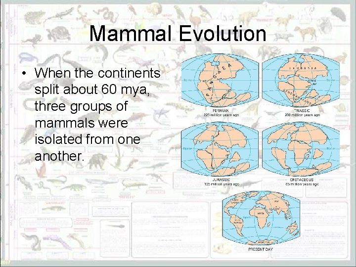 Mammal Evolution • When the continents split about 60 mya, three groups of mammals