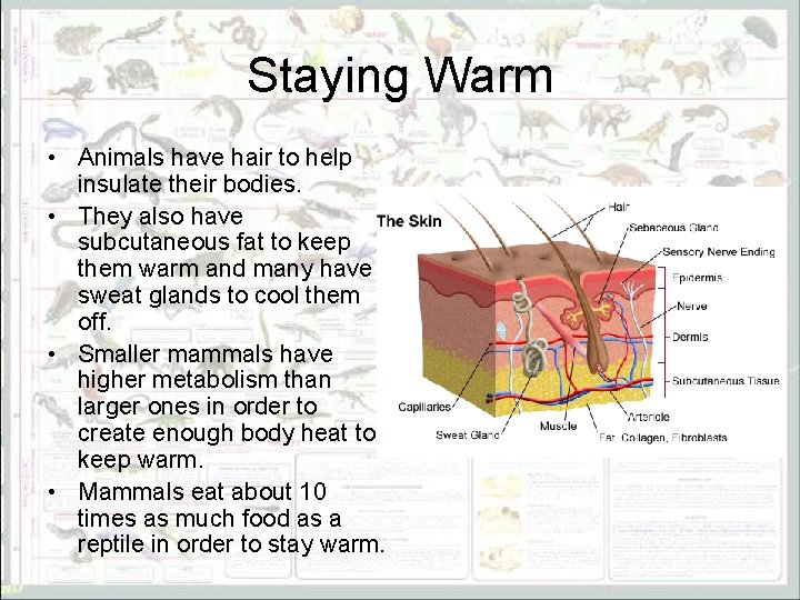 Staying Warm • Animals have hair to help insulate their bodies. • They also