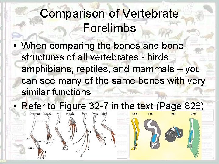 Comparison of Vertebrate Forelimbs • When comparing the bones and bone structures of all