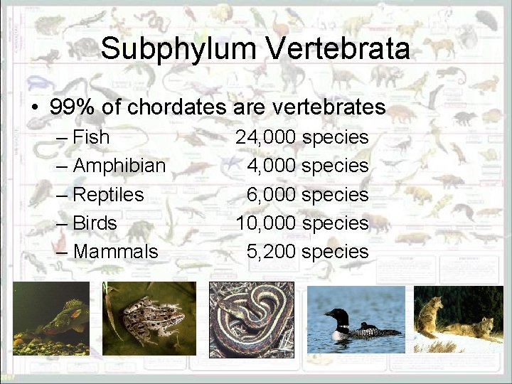 Subphylum Vertebrata • 99% of chordates are vertebrates – Fish – Amphibian – Reptiles