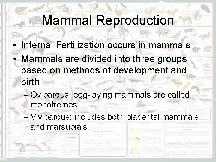 Mammal Reproduction • Internal Fertilization occurs in mammals • Mammals are divided into three