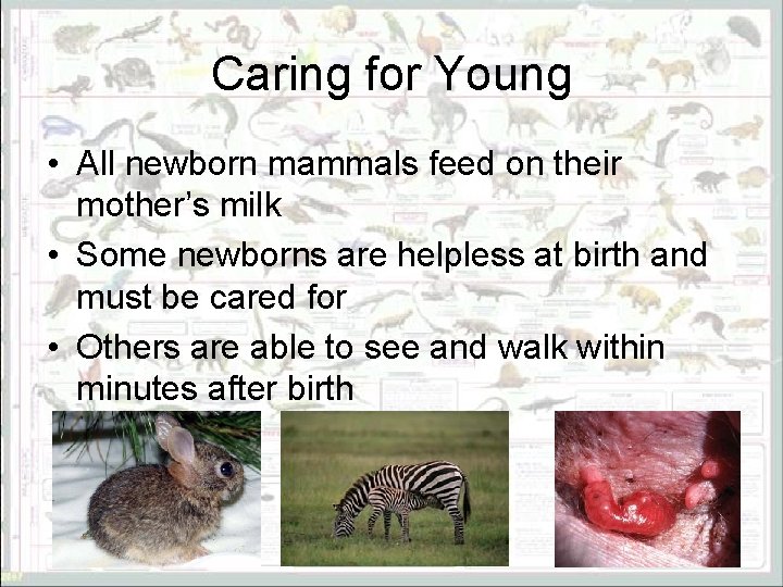 Caring for Young • All newborn mammals feed on their mother’s milk • Some
