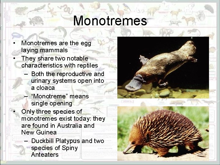 Monotremes • Monotremes are the egg laying mammals • They share two notable characteristics