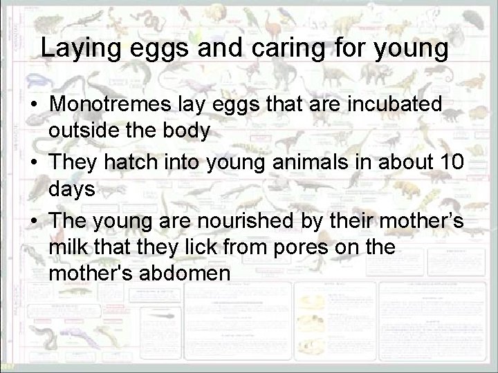 Laying eggs and caring for young • Monotremes lay eggs that are incubated outside