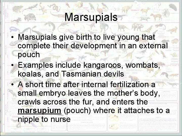 Marsupials • Marsupials give birth to live young that complete their development in an