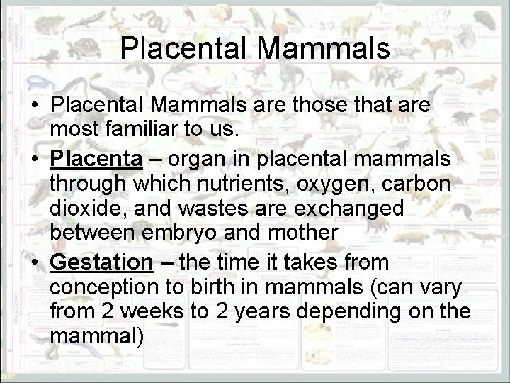 Placental Mammals • Placental Mammals are those that are most familiar to us. •