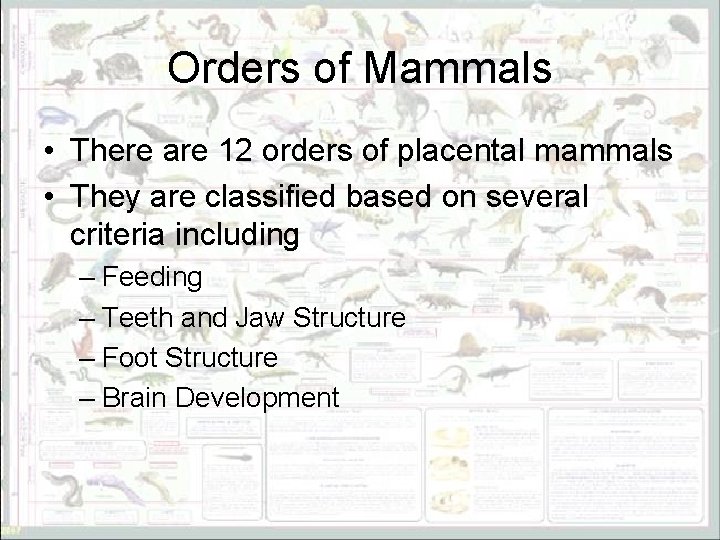 Orders of Mammals • There are 12 orders of placental mammals • They are