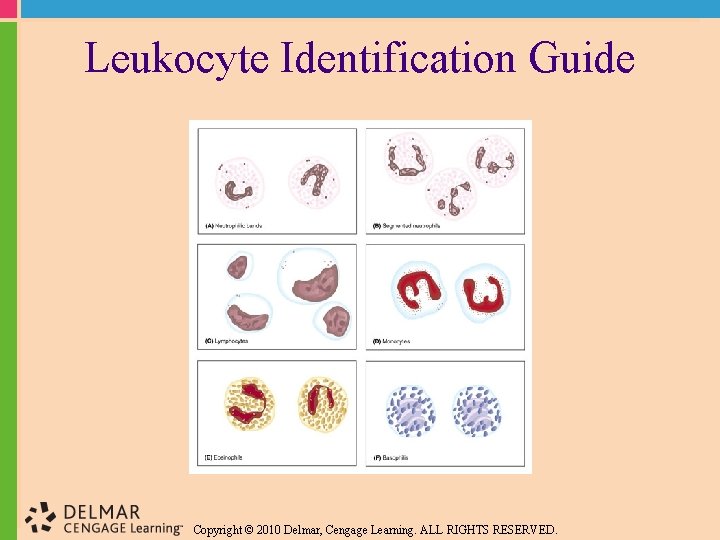 Leukocyte Identification Guide Copyright © 2010 Delmar, Cengage Learning. ALL RIGHTS RESERVED. 