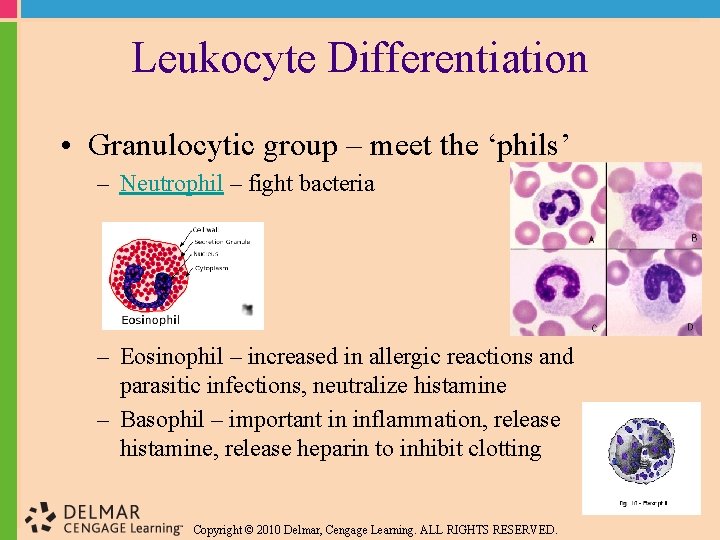 Leukocyte Differentiation • Granulocytic group – meet the ‘phils’ – Neutrophil – fight bacteria