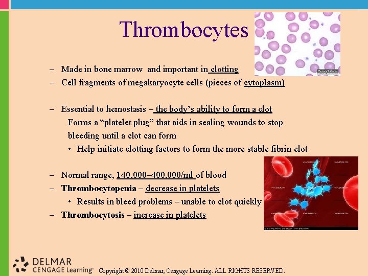 Thrombocytes – Made in bone marrow and important in clotting – Cell fragments of