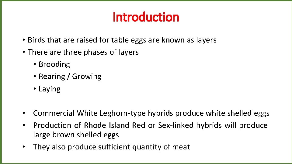 Introduction • Birds that are raised for table eggs are known as layers •