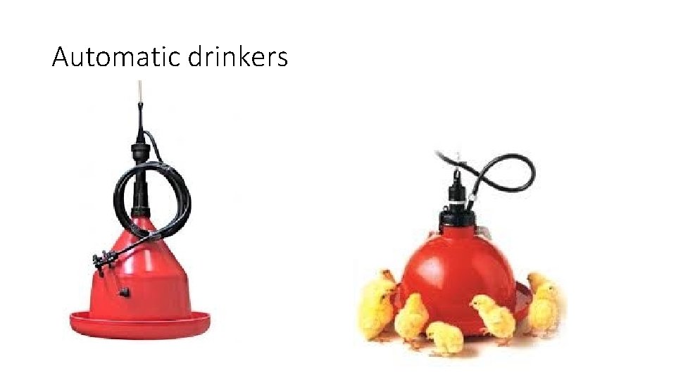 Automatic drinkers 