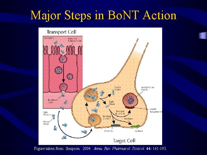 Major Steps in Bo. NT Action Figure taken from: Simpson. 2004. Annu. Rev. Pharmacol.