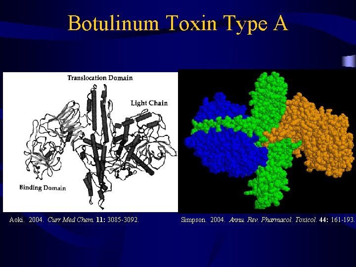 Botulinum Toxin Type A Aoki. 2004. Curr Med Chem. 11: 3085 -3092. Simpson. 2004.