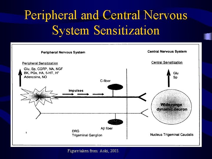 Peripheral and Central Nervous System Sensitization Figure taken from: Aoki, 2003. 