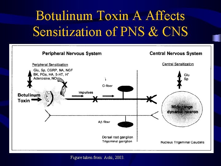Botulinum Toxin A Affects Sensitization of PNS & CNS Figure taken from: Aoki, 2003.