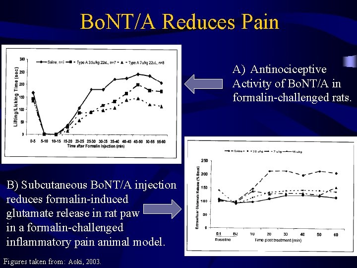 Bo. NT/A Reduces Pain A) Antinociceptive Activity of Bo. NT/A in formalin-challenged rats. B)