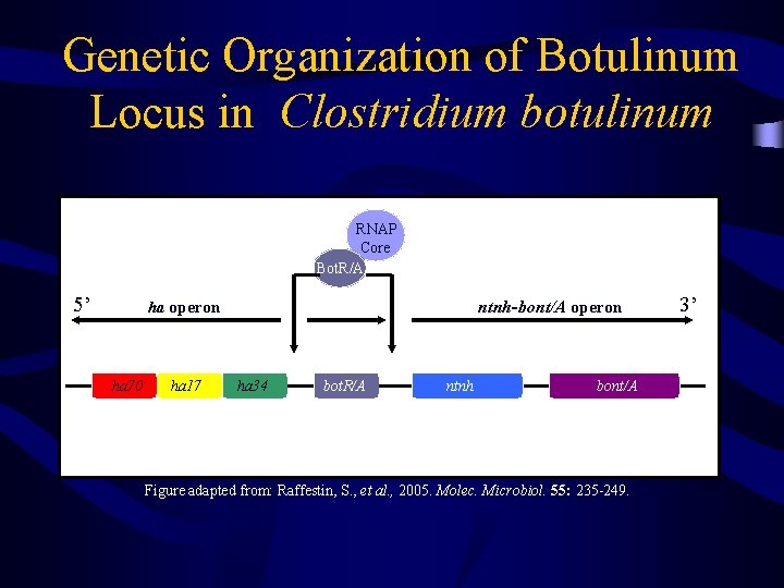 Genetic Organization of Botulinum Locus in Clostridium botulinum RNAP Core Bot. R/A 5’ ha