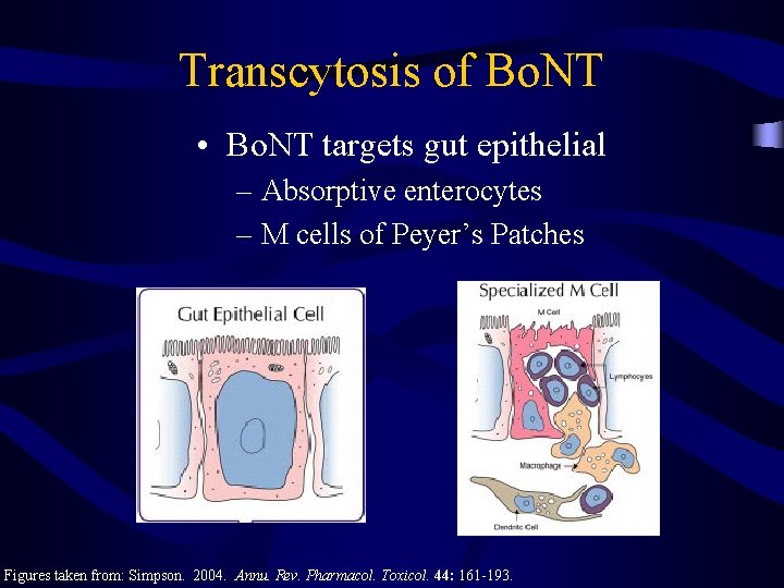 Transcytosis of Bo. NT • Bo. NT targets gut epithelial – Absorptive enterocytes –