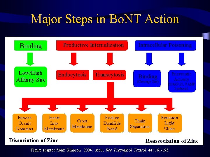 Major Steps in Bo. NT Action Productive Internalization Binding Low/High Affinity Site Expose Occult