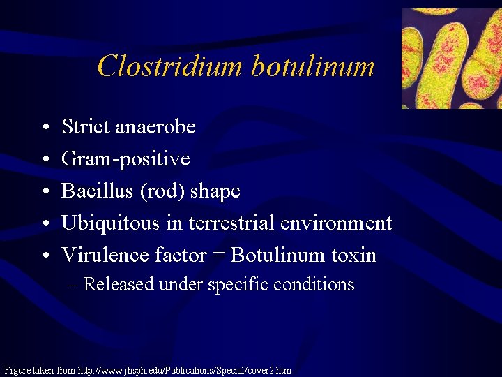 Clostridium botulinum • • • Strict anaerobe Gram-positive Bacillus (rod) shape Ubiquitous in terrestrial