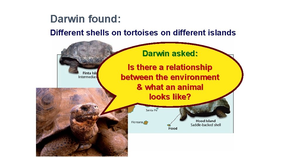 Darwin found: Different shells on tortoises on different islands Darwin asked: Is there a