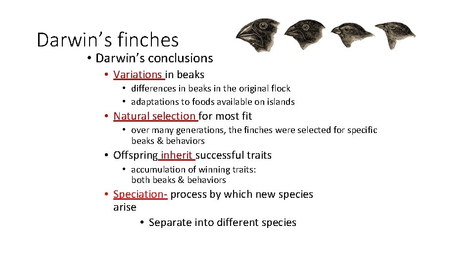 Darwin’s finches • Darwin’s conclusions • Variations in beaks • differences in beaks in