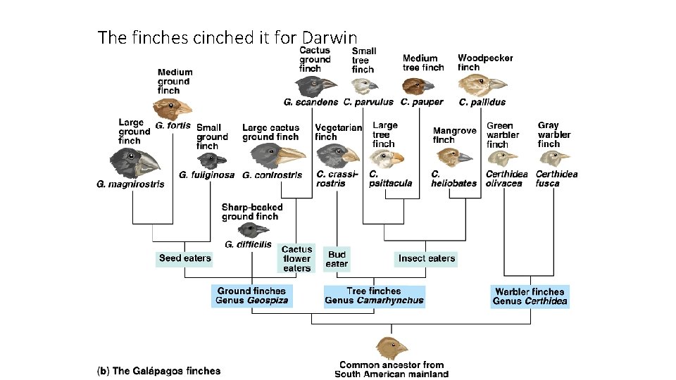 The finches cinched it for Darwin 