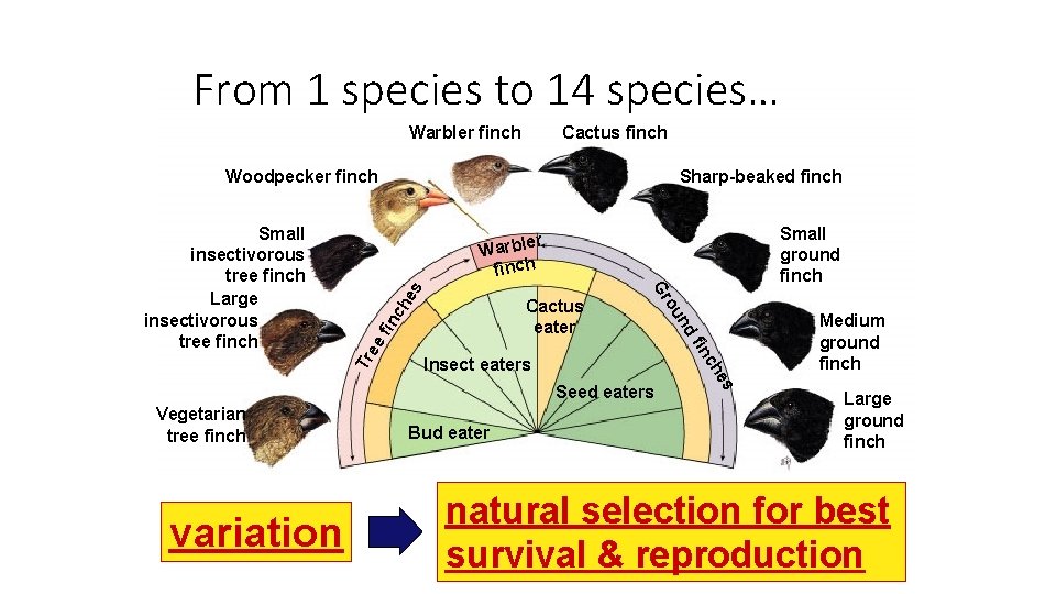 From 1 species to 14 species… Warbler finch Cactus finch Woodpecker finch es ch