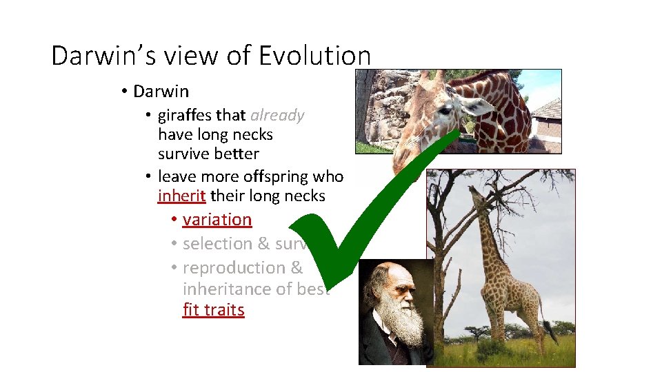 Darwin’s view of Evolution • Darwin • giraffes that already have long necks survive