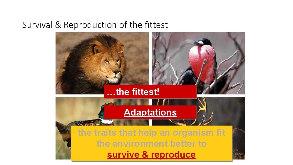 Survival & Reproduction of the fittest not the …the fittest! strongest… bravest… fastest… biggest…