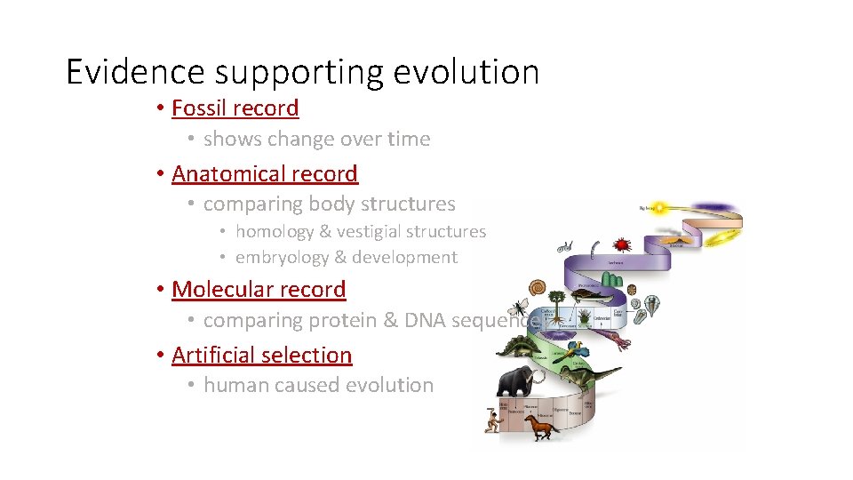 Evidence supporting evolution • Fossil record • shows change over time • Anatomical record
