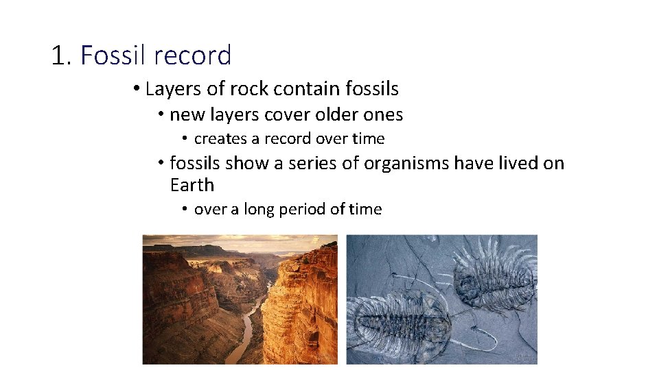 1. Fossil record • Layers of rock contain fossils • new layers cover older