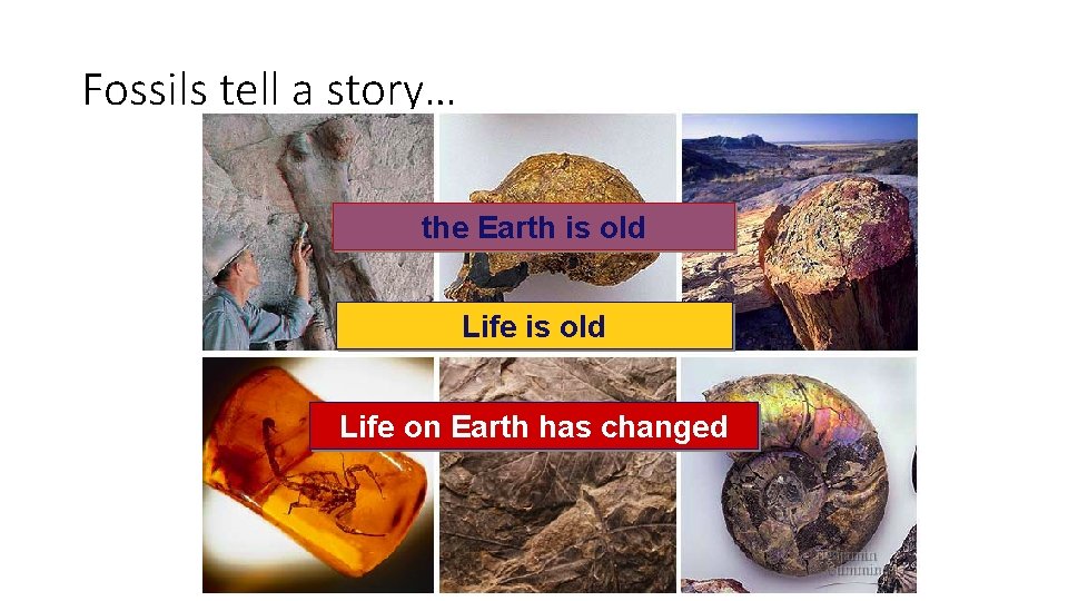 Fossils tell a story… the Earth is old Life on Earth has changed 