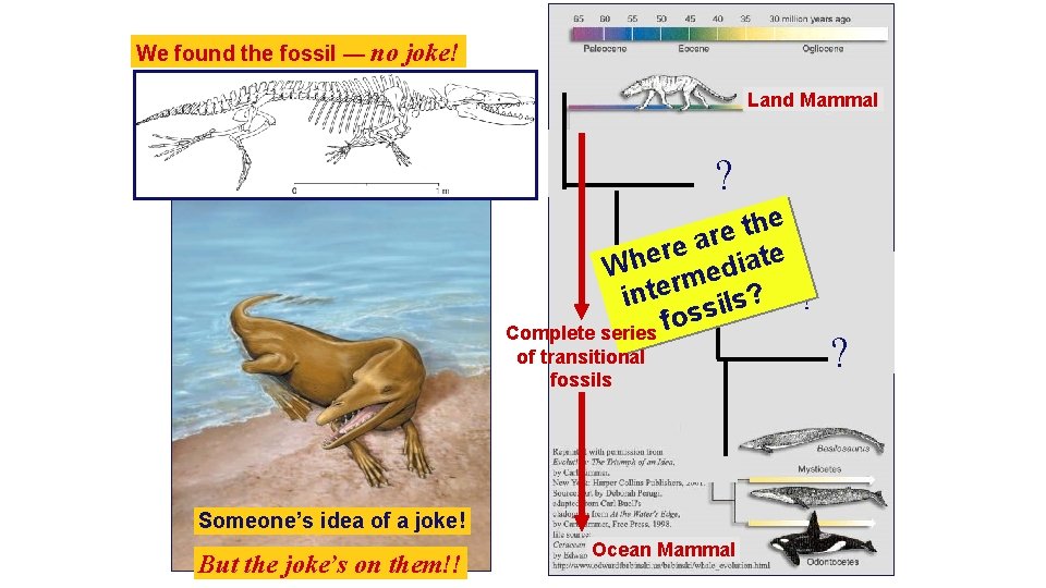 We found the fossil — no joke! Land Mammal ? e h t e
