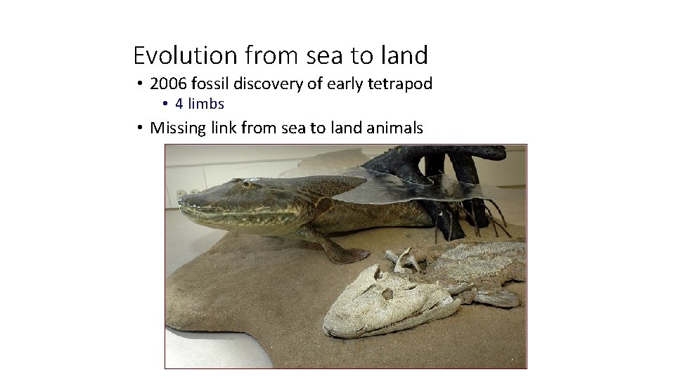 Evolution from sea to land • 2006 fossil discovery of early tetrapod • 4