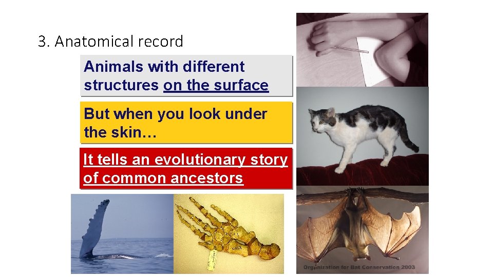 3. Anatomical record Animals with different structures on the surface But when you look
