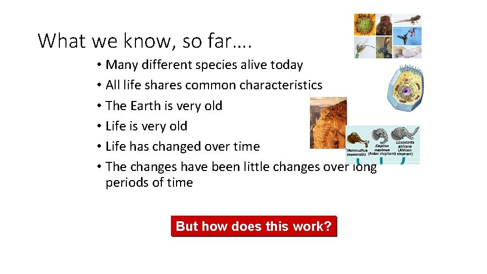 What we know, so far…. • Many different species alive today • All life