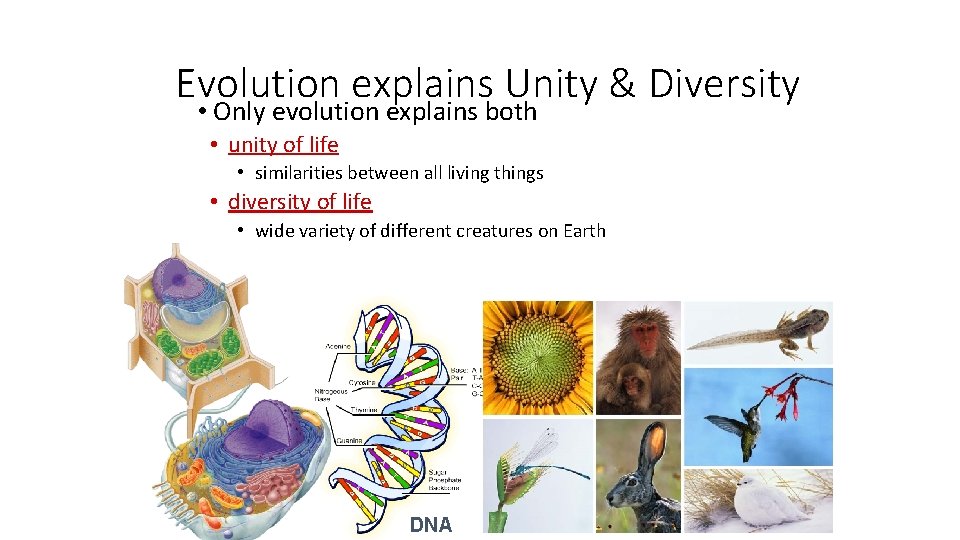 Evolution explains Unity & Diversity • Only evolution explains both • unity of life
