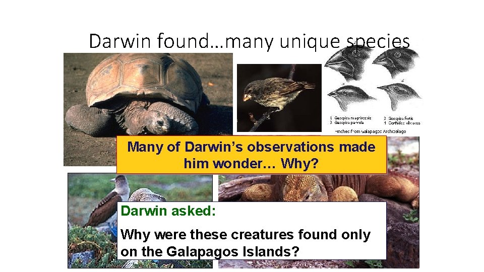 Darwin found…many unique species Many of Darwin’s observations made him wonder… Why? Darwin asked: