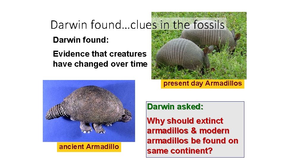 Darwin found…clues in the fossils Darwin found: Evidence that creatures have changed over time